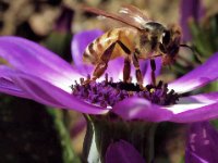 Bee on Flower 3